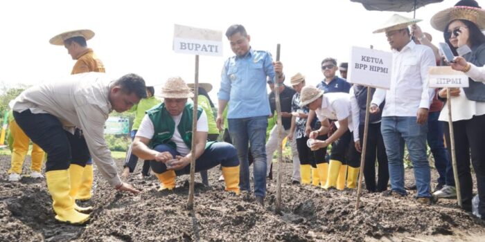 Komoditi Wijen Mulai Ditanam di Konawe Utara