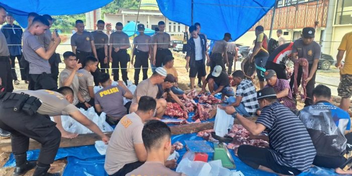 Momentum Hari Raya Idul Adha, Kapolres Konut Qurbankan 25 Ekor Sapi dan 1 Kambing