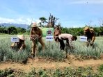 Terus Tekan Inflasi, Pasangan Ruksamin-Abuhaera Terjun Langsung Panen Bawang Merah