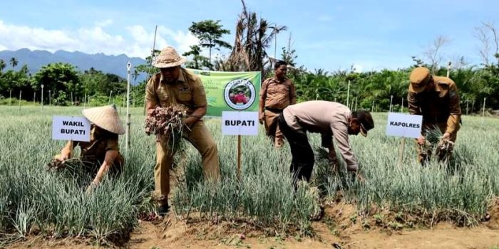 Terus Tekan Inflasi, Pasangan Ruksamin-Abuhaera Terjun Langsung Panen Bawang Merah