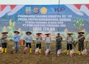 Kolaborasi  Polda Sultra dan  Pemda Konut, Lakukan Penanaman Jagung Seluas 126 Hektare