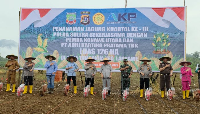 Kolaborasi  Polda Sultra dan  Pemda Konut, Lakukan Penanaman Jagung Seluas 126 Hektare