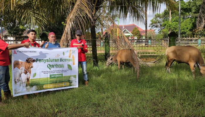 PT IBM Salurkan 17 Sapi Qurban di Wilayah Lingkar Tambang Langgikima